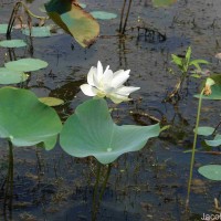 Nelumbo nucifera Gaertn.